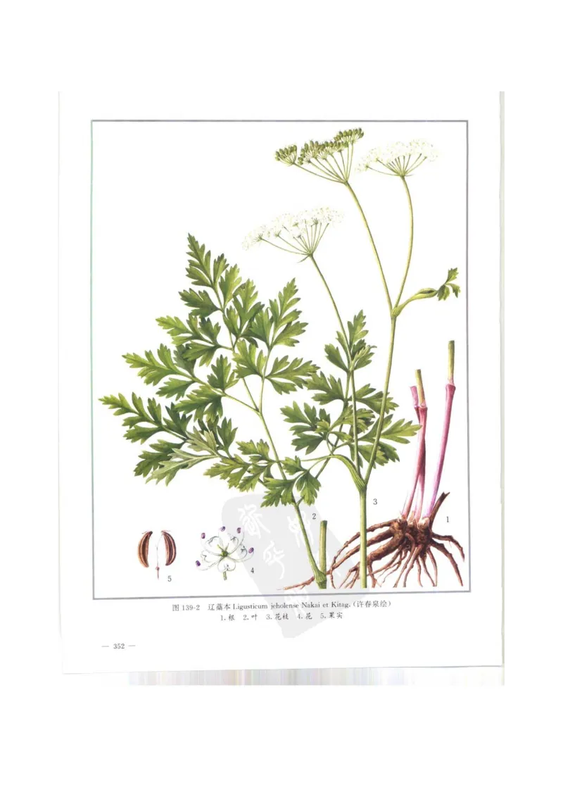 中国本草彩色图鉴（常用中药篇）（上卷）（钱信忠）_绝版书_天涯系列_t涯_绝版古籍电子书合集（13大类）_医书类_中国本草彩色图鉴（常用中药篇）_3册