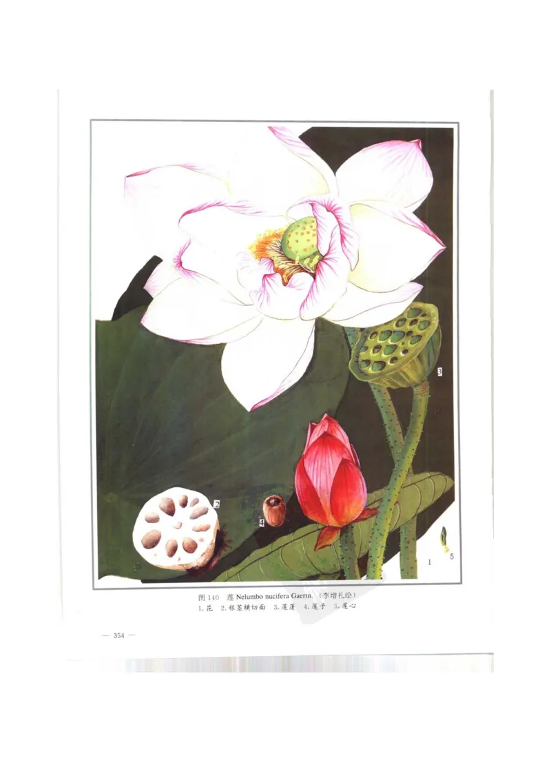 中国本草彩色图鉴（常用中药篇）（上卷）（钱信忠）_绝版书_天涯系列_t涯_绝版古籍电子书合集（13大类）_医书类_中国本草彩色图鉴（常用中药篇）_3册