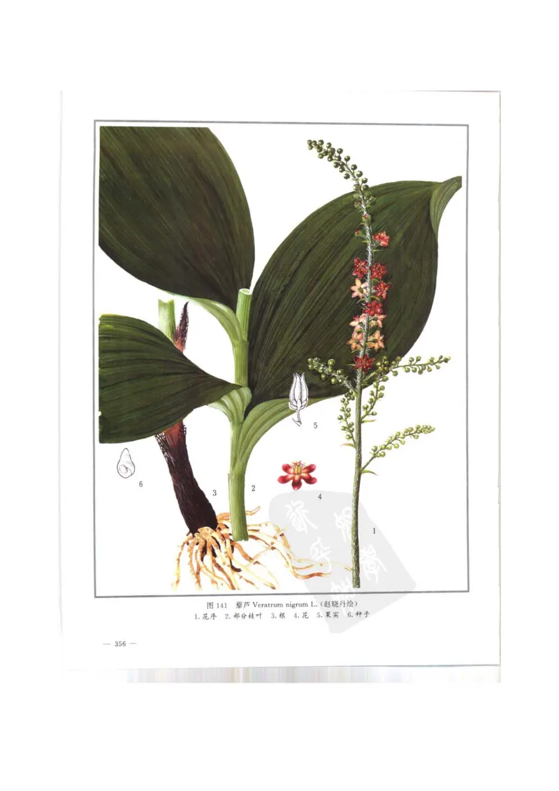 中国本草彩色图鉴（常用中药篇）（上卷）（钱信忠）_绝版书_天涯系列_t涯_绝版古籍电子书合集（13大类）_医书类_中国本草彩色图鉴（常用中药篇）_3册