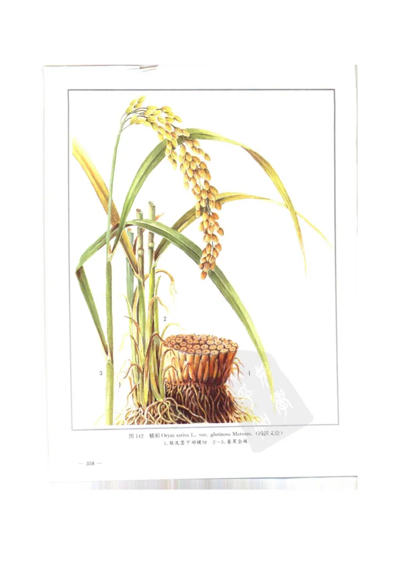 中国本草彩色图鉴（常用中药篇）（上卷）（钱信忠）_绝版书_天涯系列_t涯_绝版古籍电子书合集（13大类）_医书类_中国本草彩色图鉴（常用中药篇）_3册