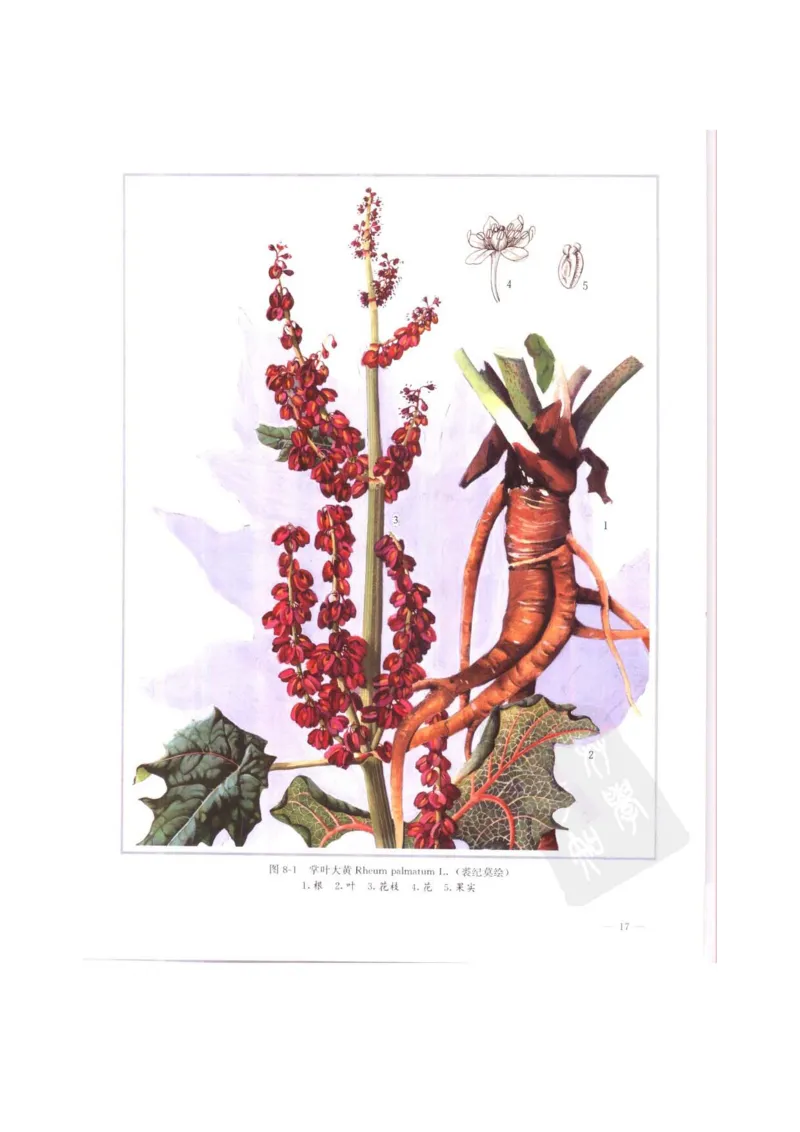 中国本草彩色图鉴（常用中药篇）（上卷）（钱信忠）_绝版书_天涯系列_t涯_绝版古籍电子书合集（13大类）_医书类_中国本草彩色图鉴（常用中药篇）_3册