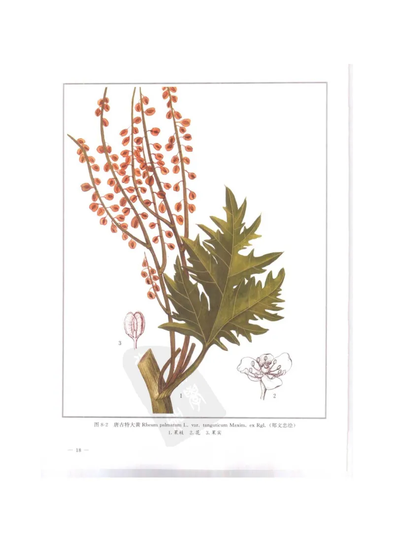 中国本草彩色图鉴（常用中药篇）（上卷）（钱信忠）_绝版书_天涯系列_t涯_绝版古籍电子书合集（13大类）_医书类_中国本草彩色图鉴（常用中药篇）_3册