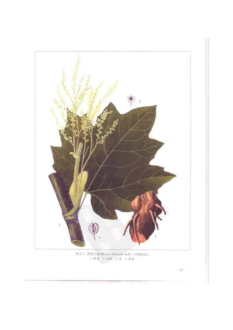 中国本草彩色图鉴（常用中药篇）（上卷）（钱信忠）_绝版书_天涯系列_t涯_绝版古籍电子书合集（13大类）_医书类_中国本草彩色图鉴（常用中药篇）_3册