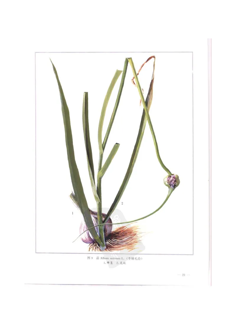 中国本草彩色图鉴（常用中药篇）（上卷）（钱信忠）_绝版书_天涯系列_t涯_绝版古籍电子书合集（13大类）_医书类_中国本草彩色图鉴（常用中药篇）_3册