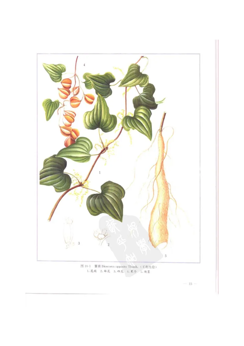 中国本草彩色图鉴（常用中药篇）（上卷）（钱信忠）_绝版书_天涯系列_t涯_绝版古籍电子书合集（13大类）_医书类_中国本草彩色图鉴（常用中药篇）_3册