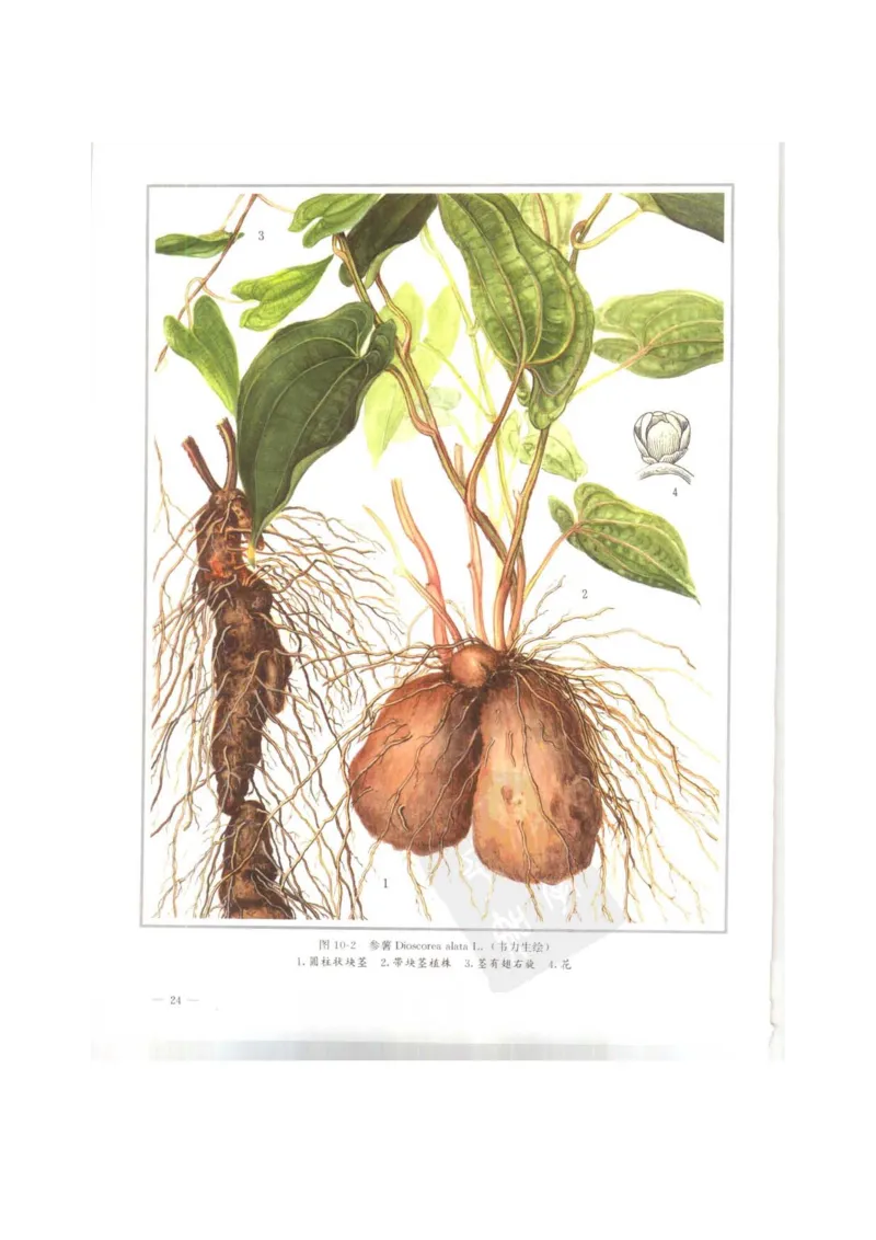 中国本草彩色图鉴（常用中药篇）（上卷）（钱信忠）_绝版书_天涯系列_t涯_绝版古籍电子书合集（13大类）_医书类_中国本草彩色图鉴（常用中药篇）_3册