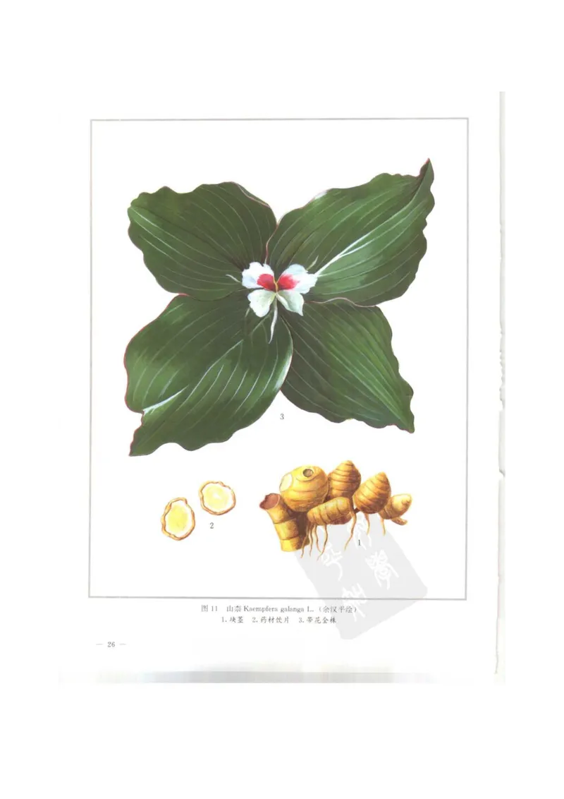 中国本草彩色图鉴（常用中药篇）（上卷）（钱信忠）_绝版书_天涯系列_t涯_绝版古籍电子书合集（13大类）_医书类_中国本草彩色图鉴（常用中药篇）_3册