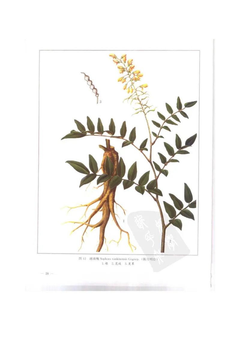 中国本草彩色图鉴（常用中药篇）（上卷）（钱信忠）_绝版书_天涯系列_t涯_绝版古籍电子书合集（13大类）_医书类_中国本草彩色图鉴（常用中药篇）_3册