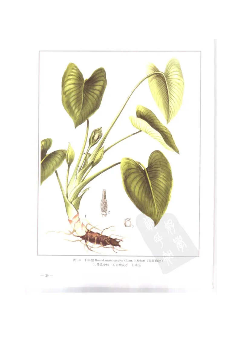 中国本草彩色图鉴（常用中药篇）（上卷）（钱信忠）_绝版书_天涯系列_t涯_绝版古籍电子书合集（13大类）_医书类_中国本草彩色图鉴（常用中药篇）_3册