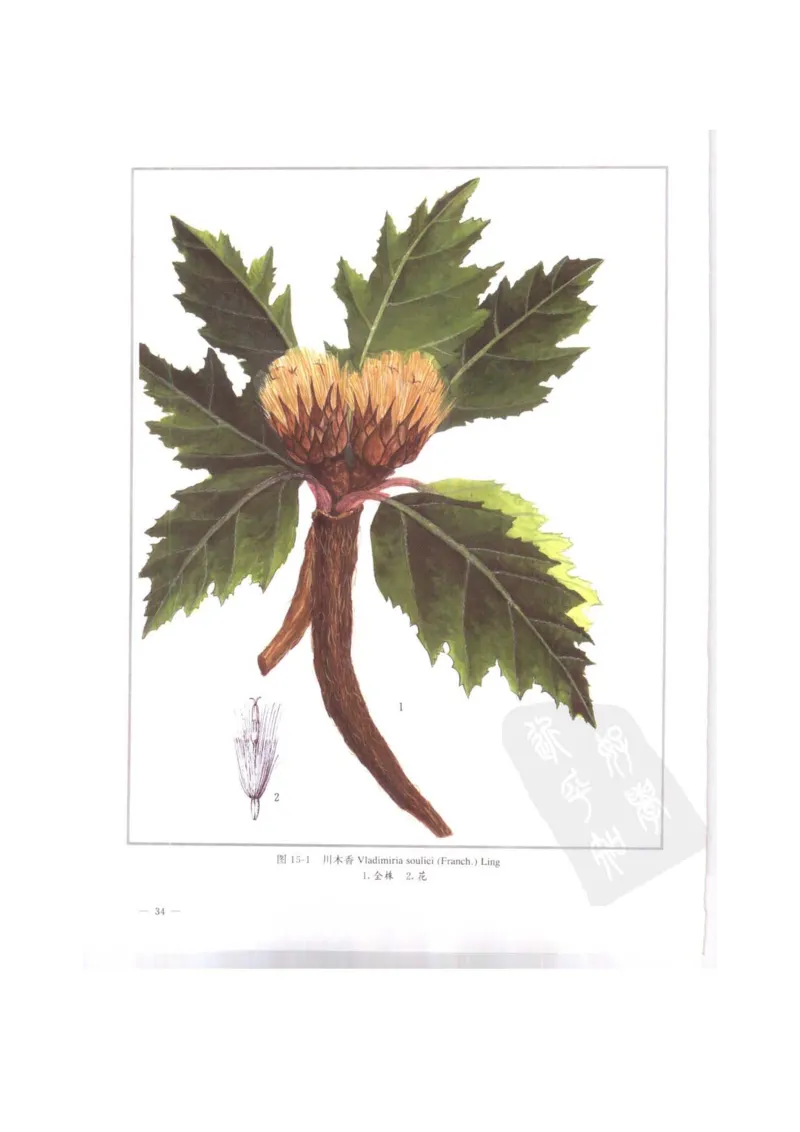 中国本草彩色图鉴（常用中药篇）（上卷）（钱信忠）_绝版书_天涯系列_t涯_绝版古籍电子书合集（13大类）_医书类_中国本草彩色图鉴（常用中药篇）_3册