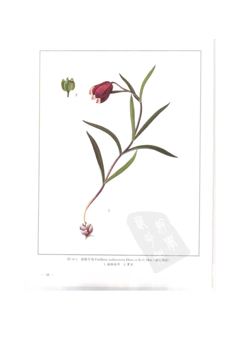 中国本草彩色图鉴（常用中药篇）（上卷）（钱信忠）_绝版书_天涯系列_t涯_绝版古籍电子书合集（13大类）_医书类_中国本草彩色图鉴（常用中药篇）_3册