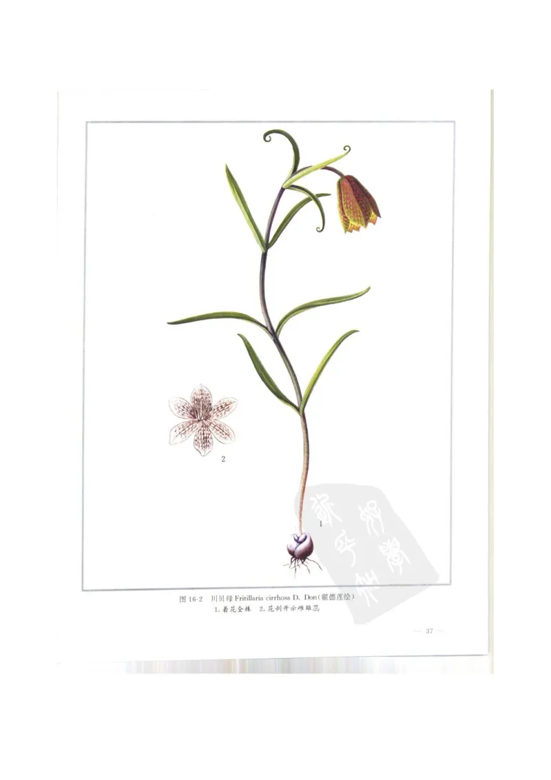 中国本草彩色图鉴（常用中药篇）（上卷）（钱信忠）_绝版书_天涯系列_t涯_绝版古籍电子书合集（13大类）_医书类_中国本草彩色图鉴（常用中药篇）_3册