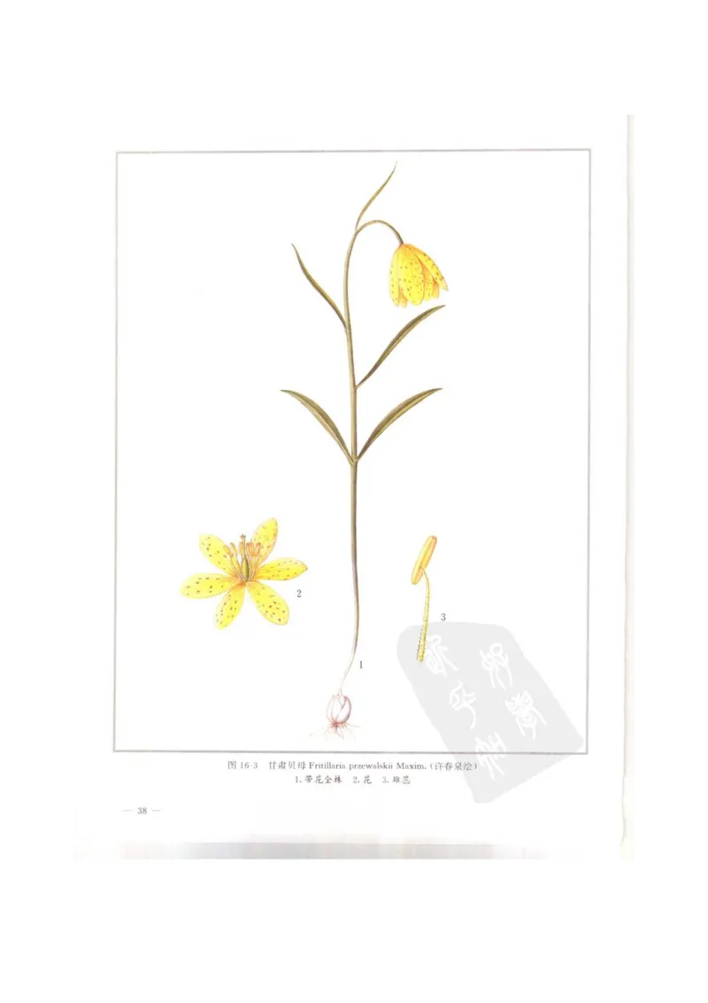 中国本草彩色图鉴（常用中药篇）（上卷）（钱信忠）_绝版书_天涯系列_t涯_绝版古籍电子书合集（13大类）_医书类_中国本草彩色图鉴（常用中药篇）_3册