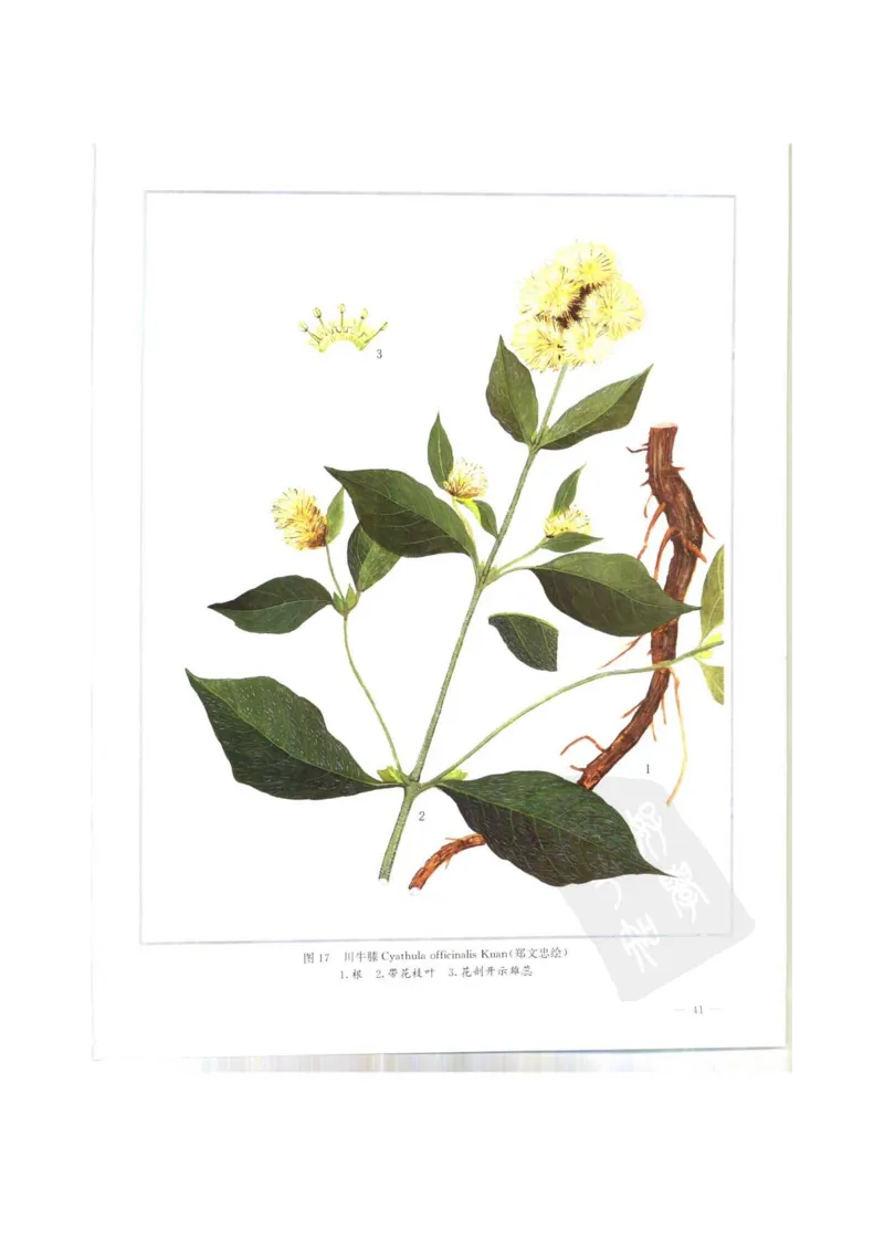 中国本草彩色图鉴（常用中药篇）（上卷）（钱信忠）_绝版书_天涯系列_t涯_绝版古籍电子书合集（13大类）_医书类_中国本草彩色图鉴（常用中药篇）_3册