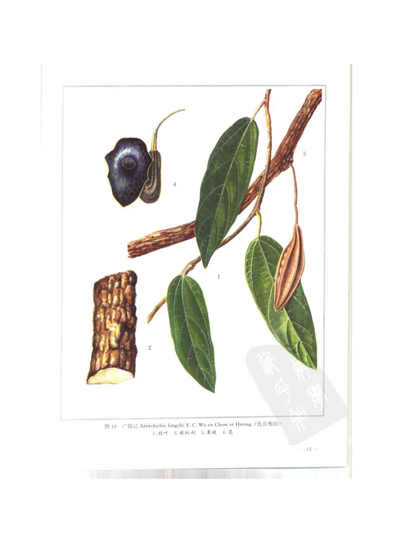 中国本草彩色图鉴（常用中药篇）（上卷）（钱信忠）_绝版书_天涯系列_t涯_绝版古籍电子书合集（13大类）_医书类_中国本草彩色图鉴（常用中药篇）_3册