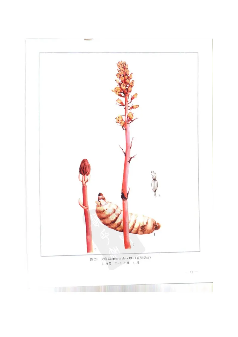 中国本草彩色图鉴（常用中药篇）（上卷）（钱信忠）_绝版书_天涯系列_t涯_绝版古籍电子书合集（13大类）_医书类_中国本草彩色图鉴（常用中药篇）_3册