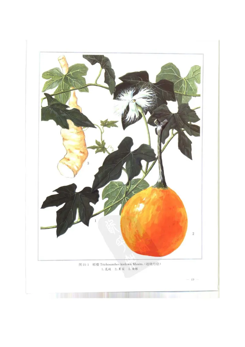 中国本草彩色图鉴（常用中药篇）（上卷）（钱信忠）_绝版书_天涯系列_t涯_绝版古籍电子书合集（13大类）_医书类_中国本草彩色图鉴（常用中药篇）_3册