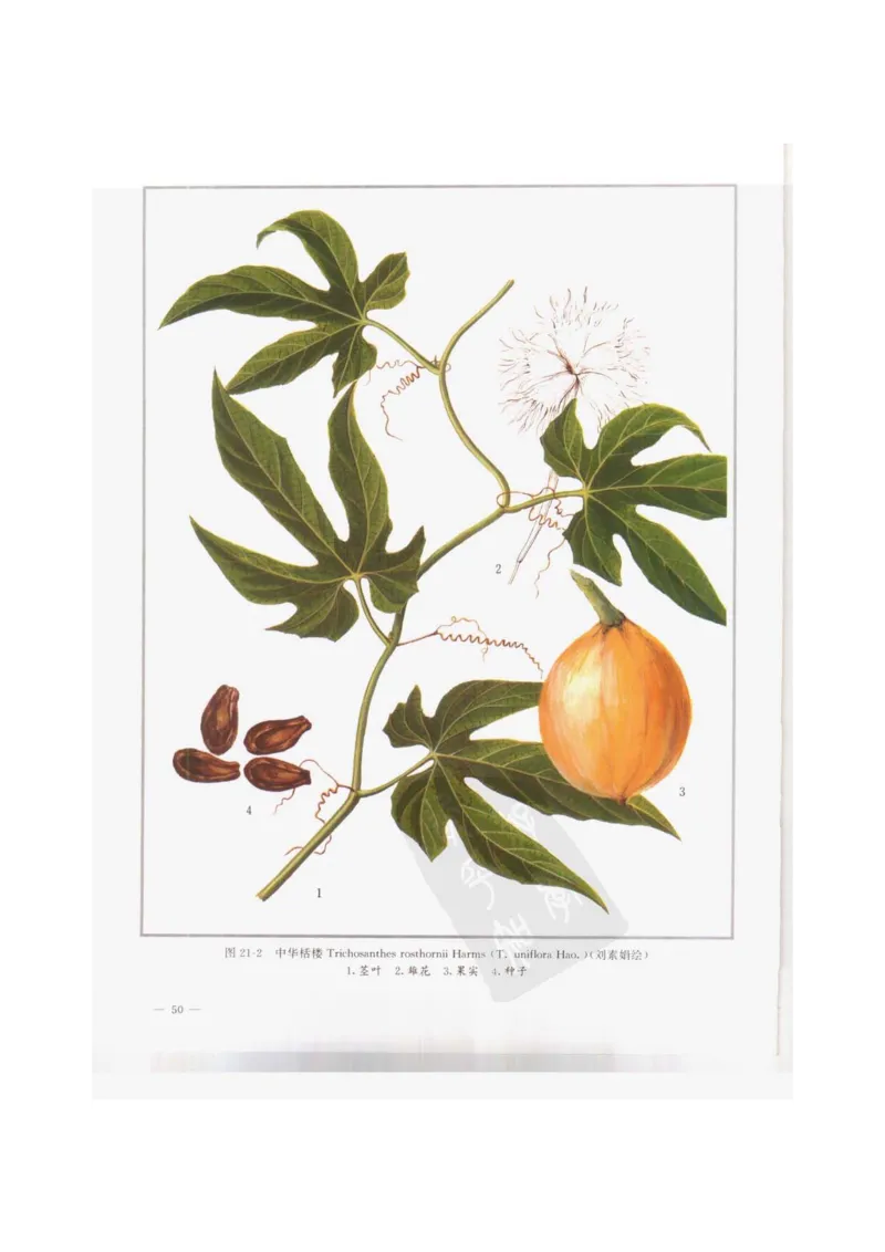 中国本草彩色图鉴（常用中药篇）（上卷）（钱信忠）_绝版书_天涯系列_t涯_绝版古籍电子书合集（13大类）_医书类_中国本草彩色图鉴（常用中药篇）_3册