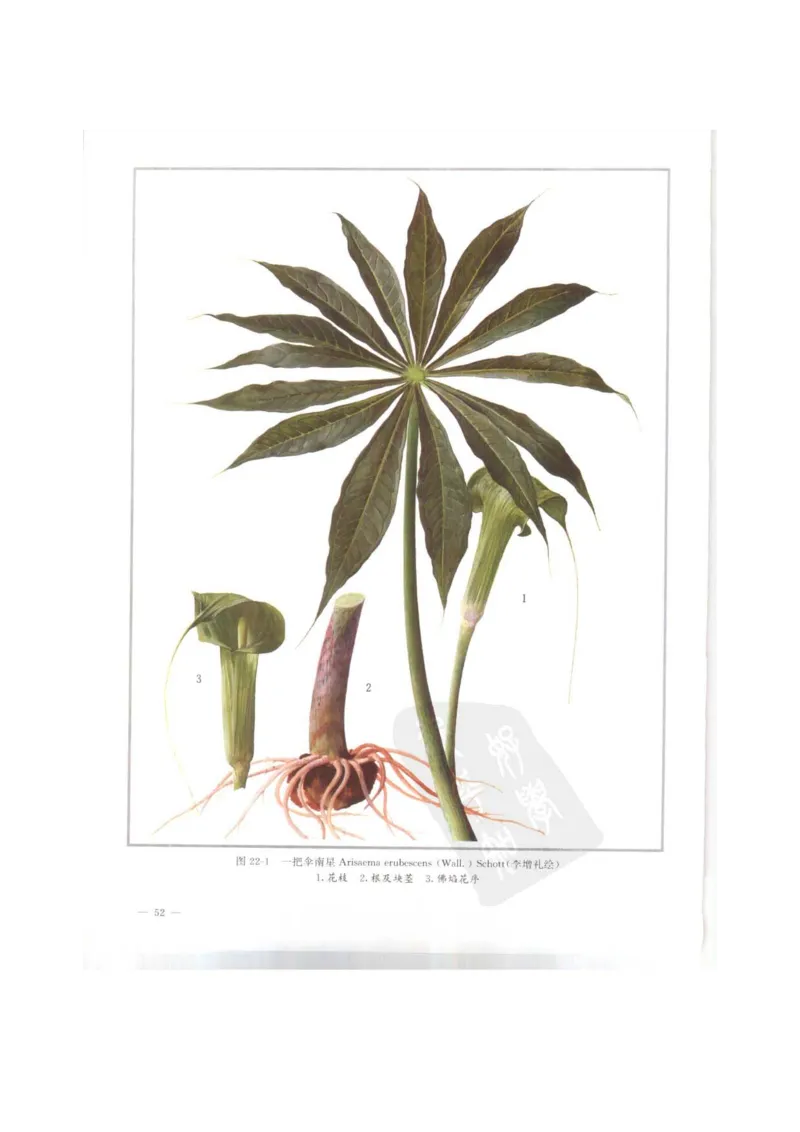 中国本草彩色图鉴（常用中药篇）（上卷）（钱信忠）_绝版书_天涯系列_t涯_绝版古籍电子书合集（13大类）_医书类_中国本草彩色图鉴（常用中药篇）_3册