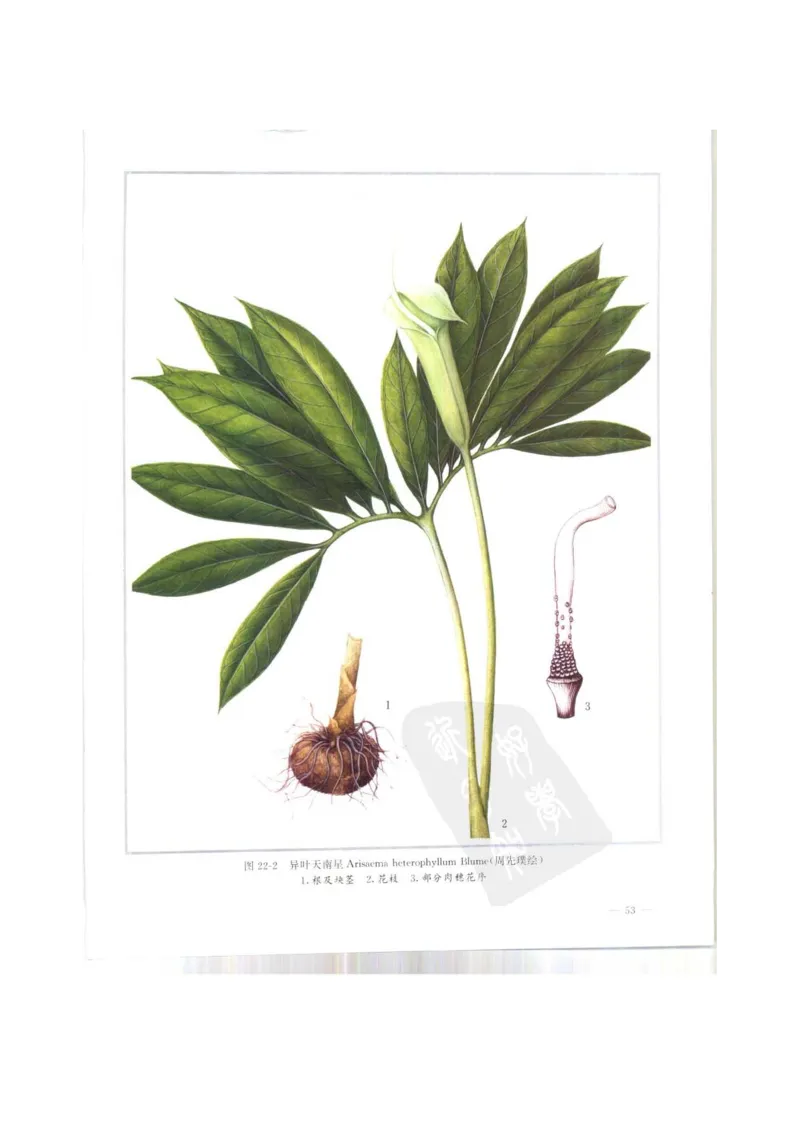 中国本草彩色图鉴（常用中药篇）（上卷）（钱信忠）_绝版书_天涯系列_t涯_绝版古籍电子书合集（13大类）_医书类_中国本草彩色图鉴（常用中药篇）_3册