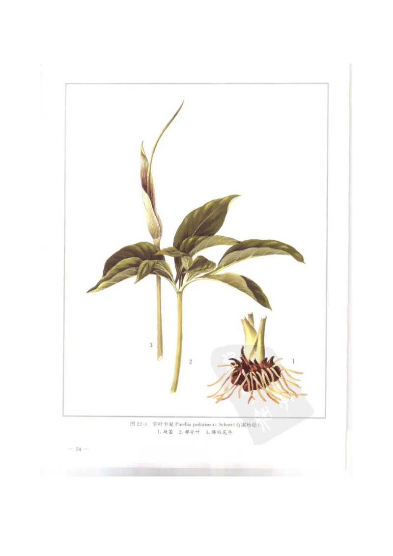 中国本草彩色图鉴（常用中药篇）（上卷）（钱信忠）_绝版书_天涯系列_t涯_绝版古籍电子书合集（13大类）_医书类_中国本草彩色图鉴（常用中药篇）_3册