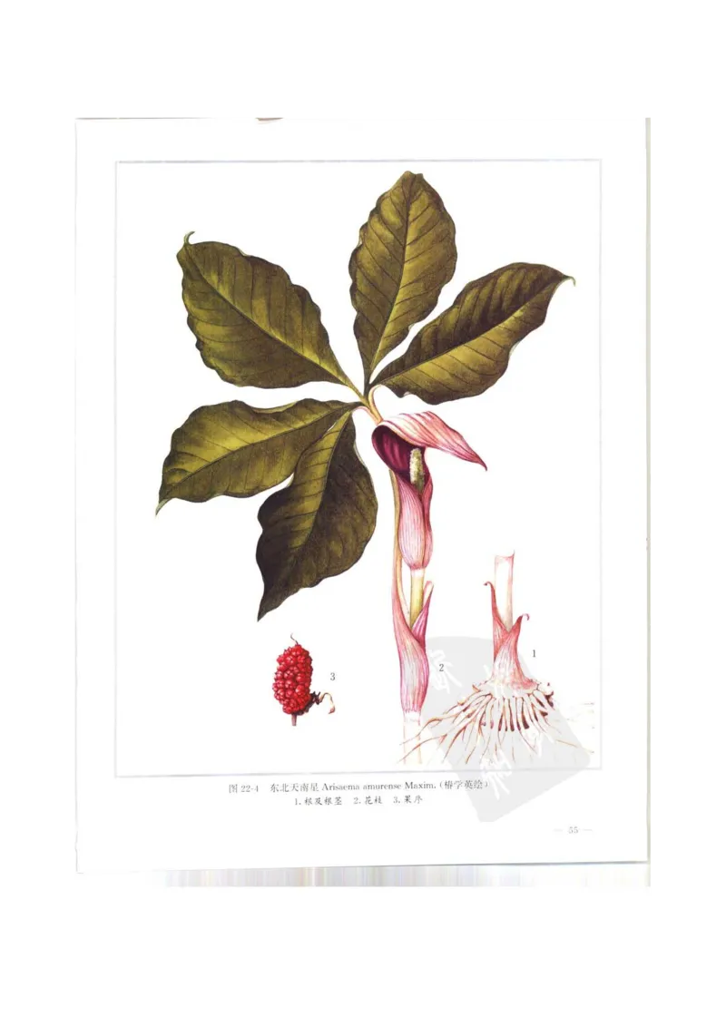 中国本草彩色图鉴（常用中药篇）（上卷）（钱信忠）_绝版书_天涯系列_t涯_绝版古籍电子书合集（13大类）_医书类_中国本草彩色图鉴（常用中药篇）_3册