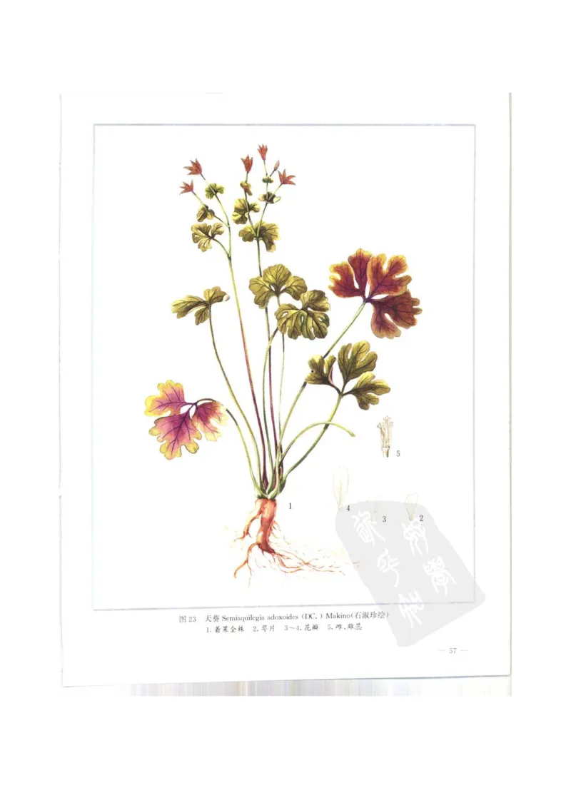 中国本草彩色图鉴（常用中药篇）（上卷）（钱信忠）_绝版书_天涯系列_t涯_绝版古籍电子书合集（13大类）_医书类_中国本草彩色图鉴（常用中药篇）_3册