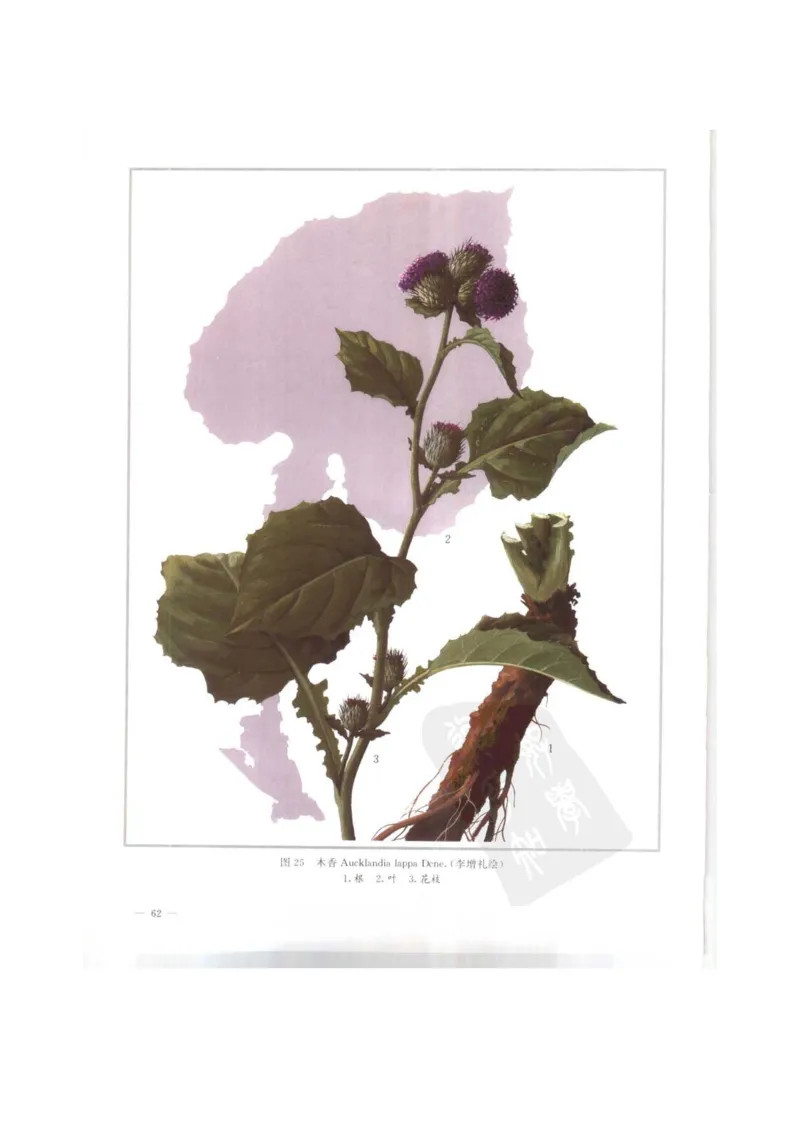 中国本草彩色图鉴（常用中药篇）（上卷）（钱信忠）_绝版书_天涯系列_t涯_绝版古籍电子书合集（13大类）_医书类_中国本草彩色图鉴（常用中药篇）_3册