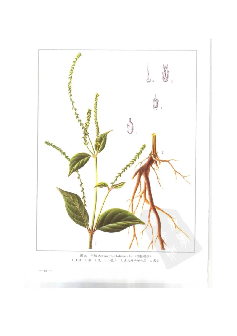 中国本草彩色图鉴（常用中药篇）（上卷）（钱信忠）_绝版书_天涯系列_t涯_绝版古籍电子书合集（13大类）_医书类_中国本草彩色图鉴（常用中药篇）_3册