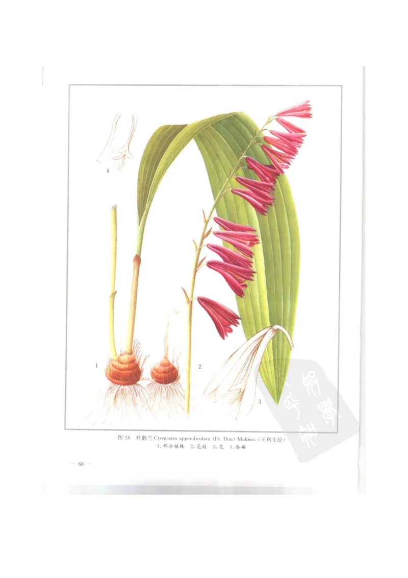 中国本草彩色图鉴（常用中药篇）（上卷）（钱信忠）_绝版书_天涯系列_t涯_绝版古籍电子书合集（13大类）_医书类_中国本草彩色图鉴（常用中药篇）_3册