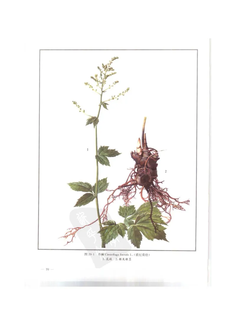 中国本草彩色图鉴（常用中药篇）（上卷）（钱信忠）_绝版书_天涯系列_t涯_绝版古籍电子书合集（13大类）_医书类_中国本草彩色图鉴（常用中药篇）_3册