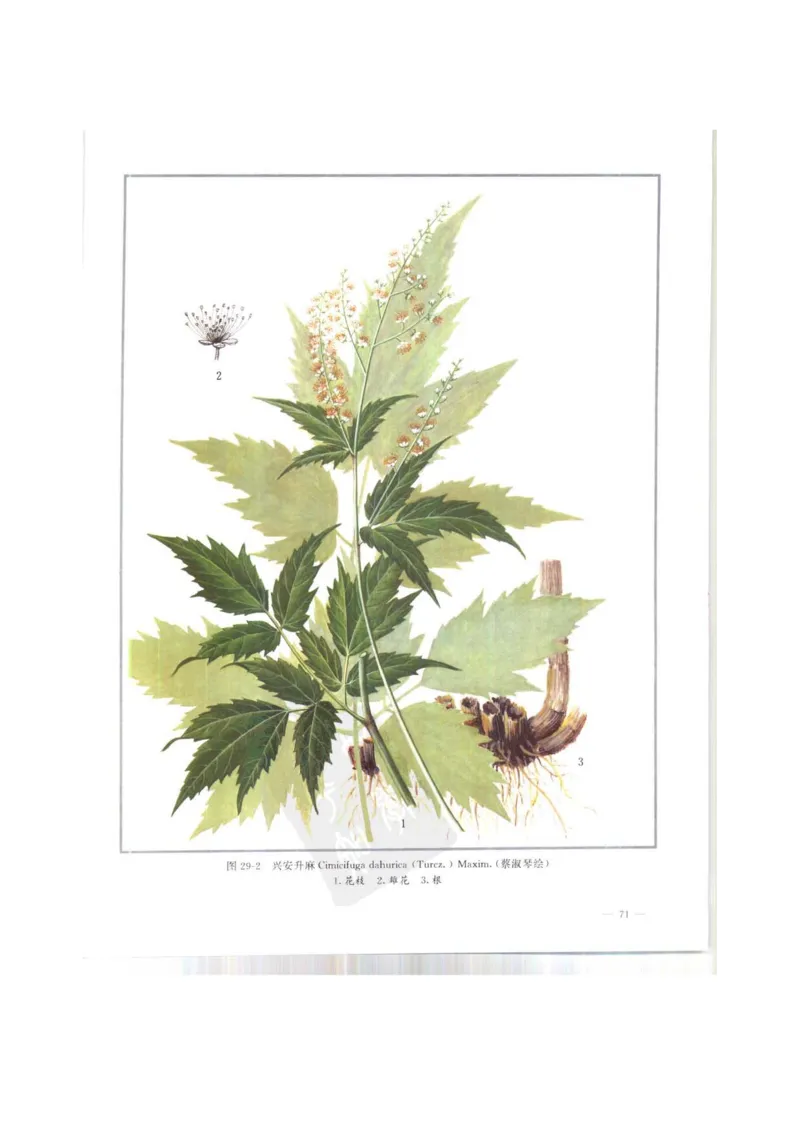 中国本草彩色图鉴（常用中药篇）（上卷）（钱信忠）_绝版书_天涯系列_t涯_绝版古籍电子书合集（13大类）_医书类_中国本草彩色图鉴（常用中药篇）_3册