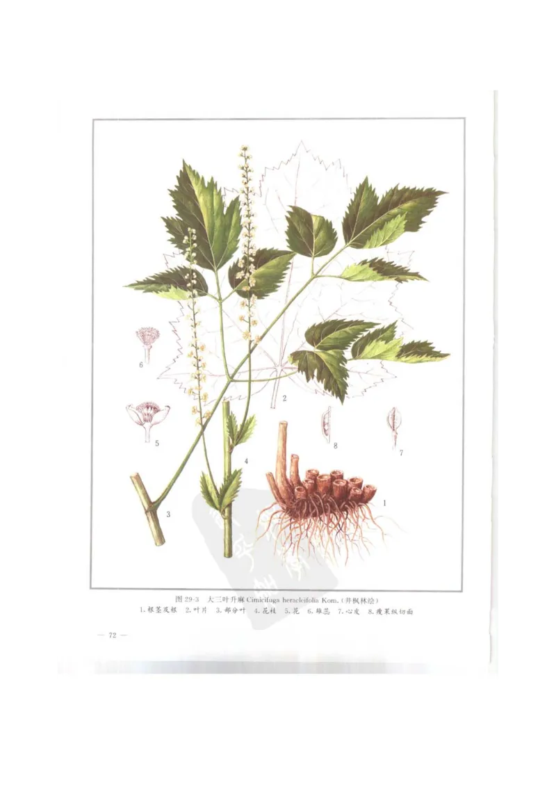 中国本草彩色图鉴（常用中药篇）（上卷）（钱信忠）_绝版书_天涯系列_t涯_绝版古籍电子书合集（13大类）_医书类_中国本草彩色图鉴（常用中药篇）_3册