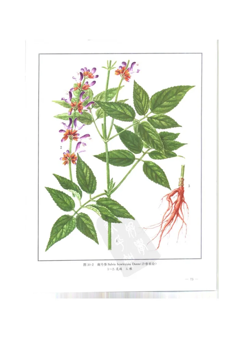 中国本草彩色图鉴（常用中药篇）（上卷）（钱信忠）_绝版书_天涯系列_t涯_绝版古籍电子书合集（13大类）_医书类_中国本草彩色图鉴（常用中药篇）_3册