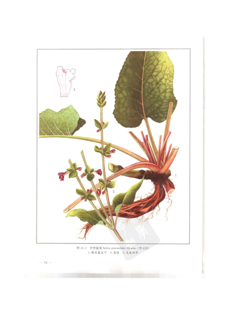 中国本草彩色图鉴（常用中药篇）（上卷）（钱信忠）_绝版书_天涯系列_t涯_绝版古籍电子书合集（13大类）_医书类_中国本草彩色图鉴（常用中药篇）_3册