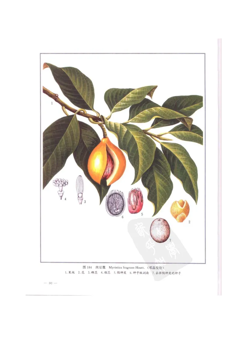 中国本草彩色图鉴（常用中药篇）（中卷）（钱信忠）_绝版书_天涯系列_t涯_绝版古籍电子书合集（13大类）_医书类_中国本草彩色图鉴（常用中药篇）_3册