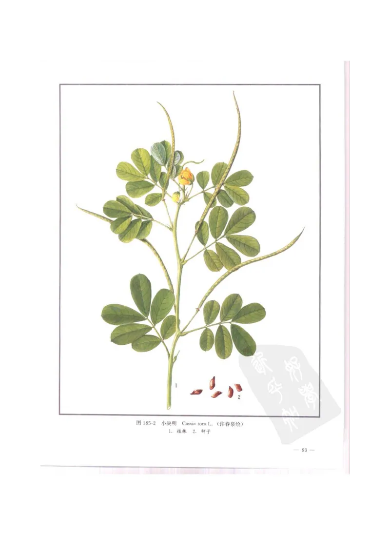 中国本草彩色图鉴（常用中药篇）（中卷）（钱信忠）_绝版书_天涯系列_t涯_绝版古籍电子书合集（13大类）_医书类_中国本草彩色图鉴（常用中药篇）_3册