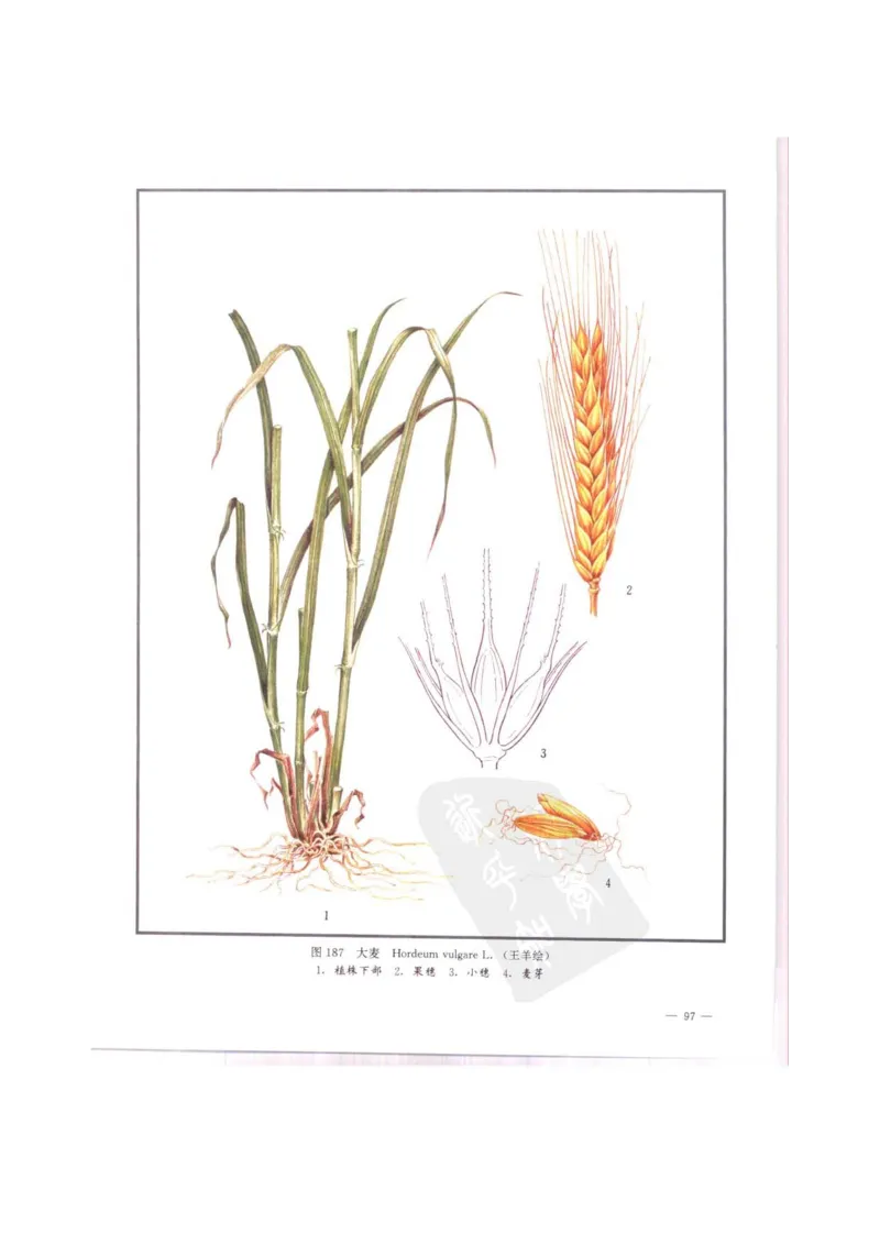 中国本草彩色图鉴（常用中药篇）（中卷）（钱信忠）_绝版书_天涯系列_t涯_绝版古籍电子书合集（13大类）_医书类_中国本草彩色图鉴（常用中药篇）_3册