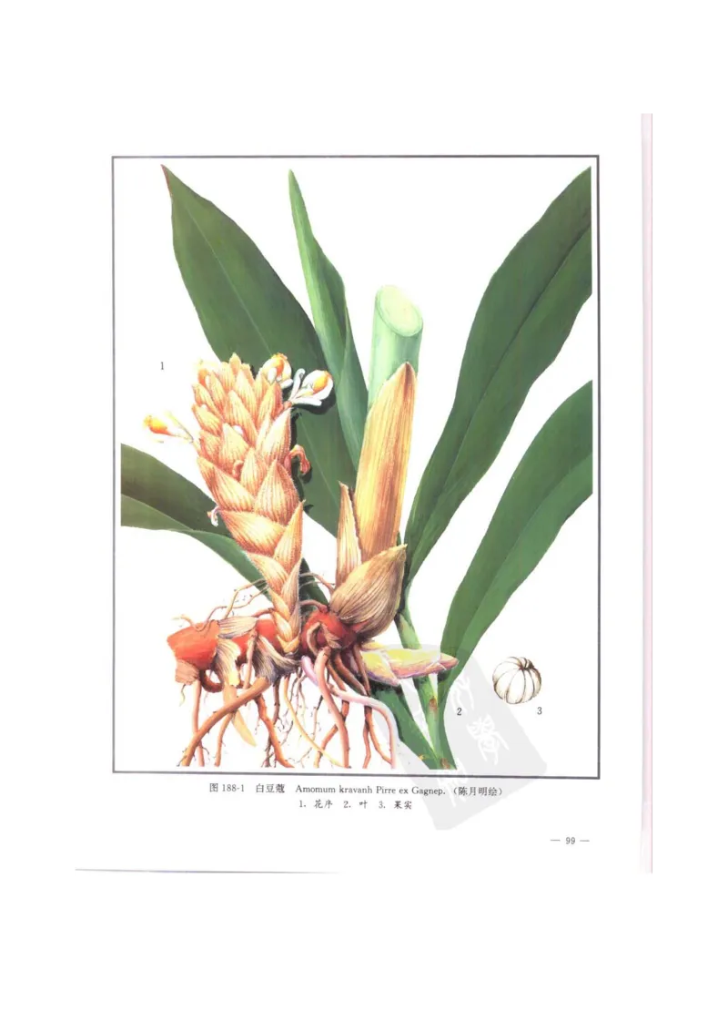 中国本草彩色图鉴（常用中药篇）（中卷）（钱信忠）_绝版书_天涯系列_t涯_绝版古籍电子书合集（13大类）_医书类_中国本草彩色图鉴（常用中药篇）_3册