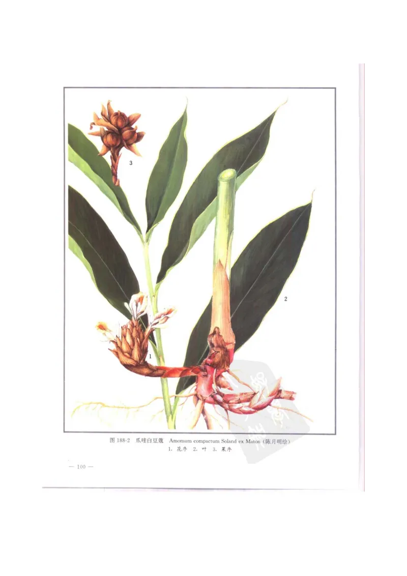 中国本草彩色图鉴（常用中药篇）（中卷）（钱信忠）_绝版书_天涯系列_t涯_绝版古籍电子书合集（13大类）_医书类_中国本草彩色图鉴（常用中药篇）_3册