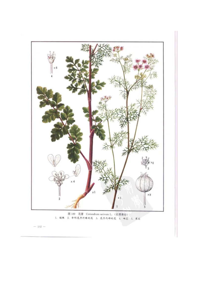 中国本草彩色图鉴（常用中药篇）（中卷）（钱信忠）_绝版书_天涯系列_t涯_绝版古籍电子书合集（13大类）_医书类_中国本草彩色图鉴（常用中药篇）_3册