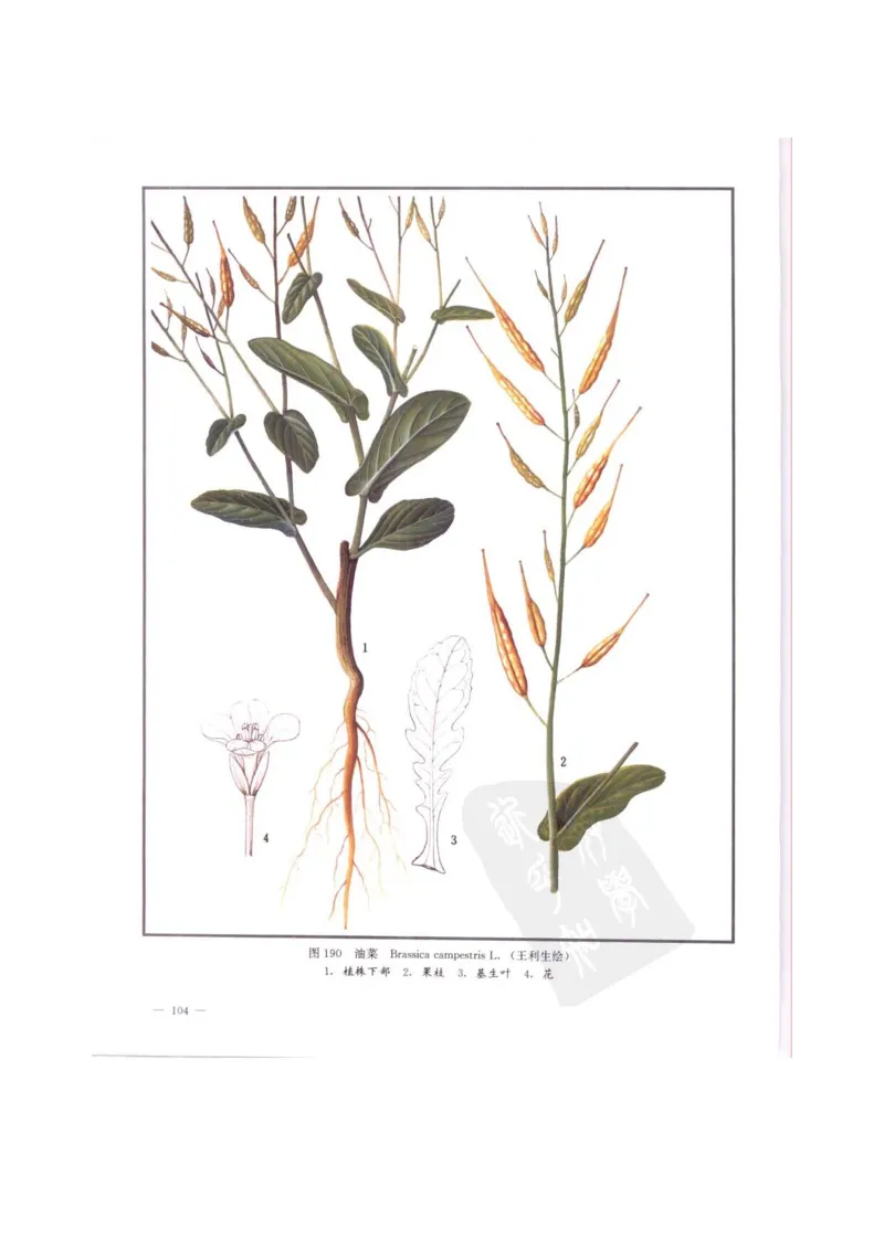 中国本草彩色图鉴（常用中药篇）（中卷）（钱信忠）_绝版书_天涯系列_t涯_绝版古籍电子书合集（13大类）_医书类_中国本草彩色图鉴（常用中药篇）_3册