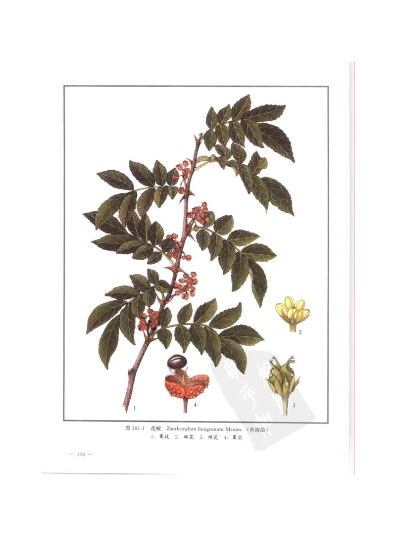 中国本草彩色图鉴（常用中药篇）（中卷）（钱信忠）_绝版书_天涯系列_t涯_绝版古籍电子书合集（13大类）_医书类_中国本草彩色图鉴（常用中药篇）_3册