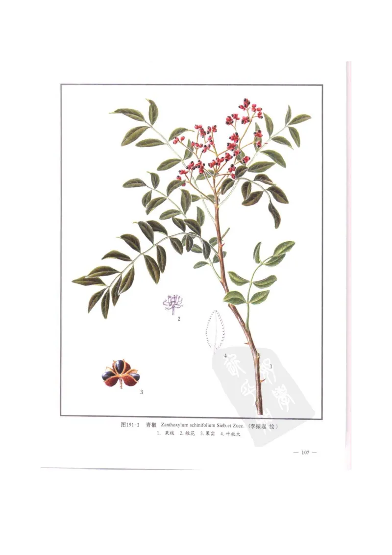 中国本草彩色图鉴（常用中药篇）（中卷）（钱信忠）_绝版书_天涯系列_t涯_绝版古籍电子书合集（13大类）_医书类_中国本草彩色图鉴（常用中药篇）_3册