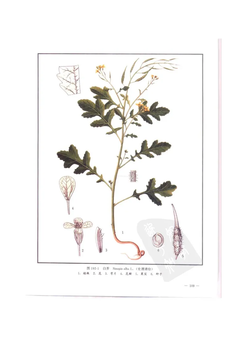 中国本草彩色图鉴（常用中药篇）（中卷）（钱信忠）_绝版书_天涯系列_t涯_绝版古籍电子书合集（13大类）_医书类_中国本草彩色图鉴（常用中药篇）_3册