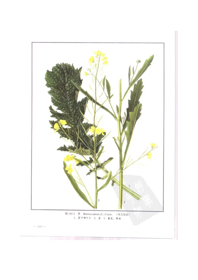 中国本草彩色图鉴（常用中药篇）（中卷）（钱信忠）_绝版书_天涯系列_t涯_绝版古籍电子书合集（13大类）_医书类_中国本草彩色图鉴（常用中药篇）_3册