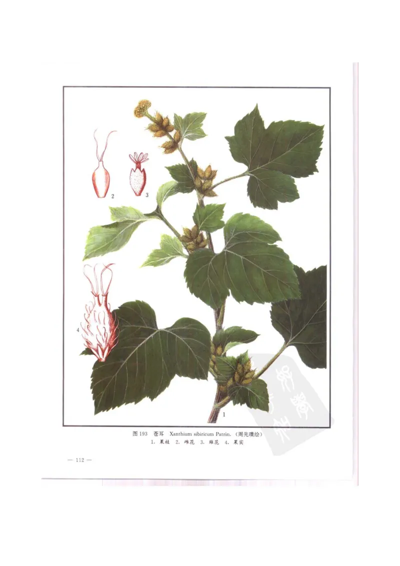 中国本草彩色图鉴（常用中药篇）（中卷）（钱信忠）_绝版书_天涯系列_t涯_绝版古籍电子书合集（13大类）_医书类_中国本草彩色图鉴（常用中药篇）_3册