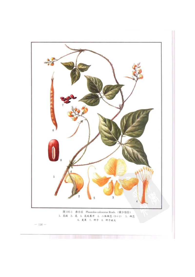 中国本草彩色图鉴（常用中药篇）（中卷）（钱信忠）_绝版书_天涯系列_t涯_绝版古籍电子书合集（13大类）_医书类_中国本草彩色图鉴（常用中药篇）_3册