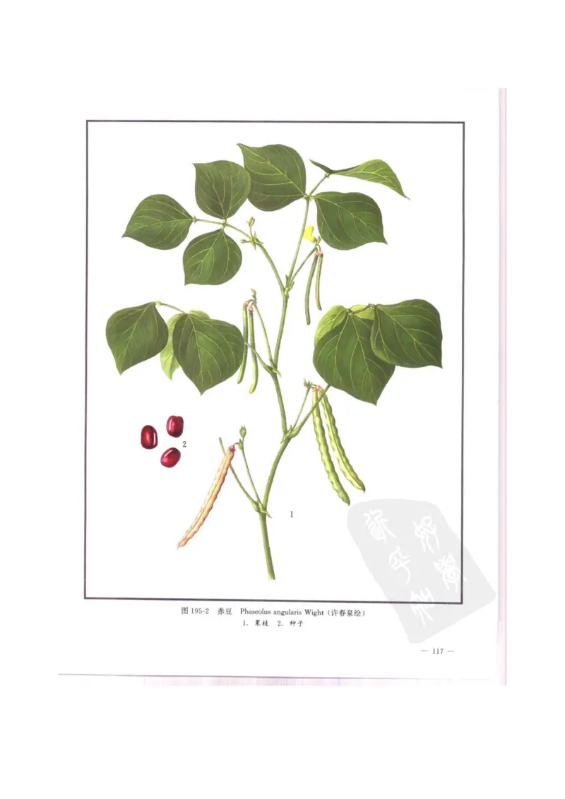 中国本草彩色图鉴（常用中药篇）（中卷）（钱信忠）_绝版书_天涯系列_t涯_绝版古籍电子书合集（13大类）_医书类_中国本草彩色图鉴（常用中药篇）_3册