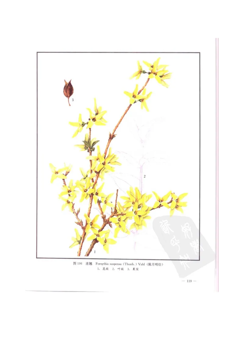 中国本草彩色图鉴（常用中药篇）（中卷）（钱信忠）_绝版书_天涯系列_t涯_绝版古籍电子书合集（13大类）_医书类_中国本草彩色图鉴（常用中药篇）_3册